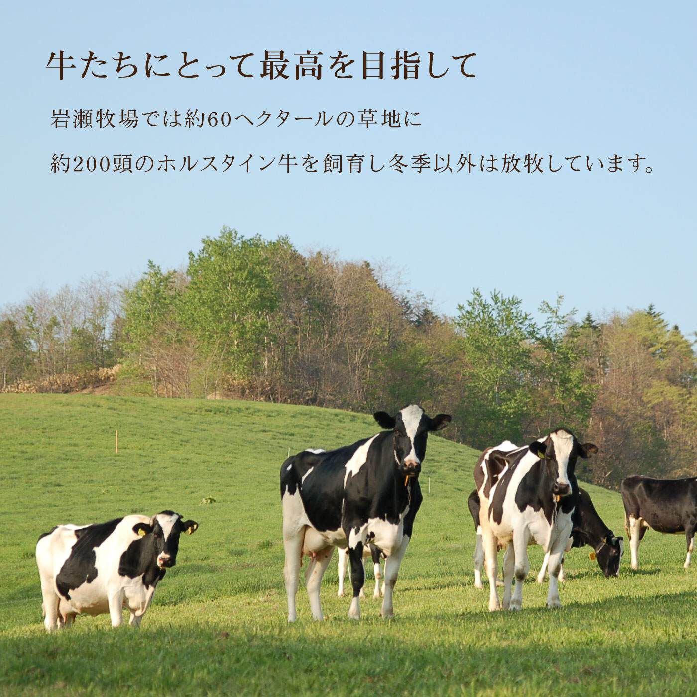 ごちSO! おとりよせマルシェ|北海道岩瀬牧場　一生懸命〈チーズケーキ〉とカタラーナセット